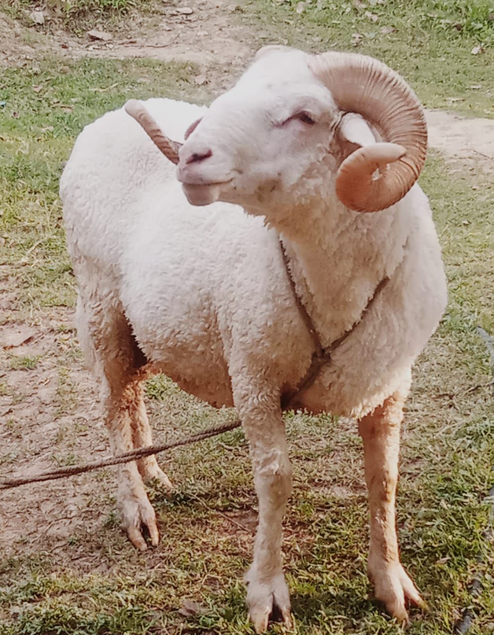 Sheep shoqeen