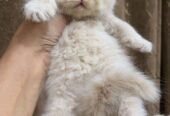 Pure Persian Punch Face Peki Bloodline Short Breed Kitten/Cat