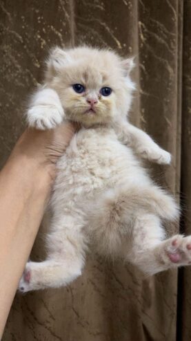 Pure Persian Punch Face Peki Bloodline Short Breed Kitten/Cat