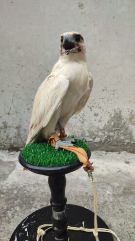 Falcon