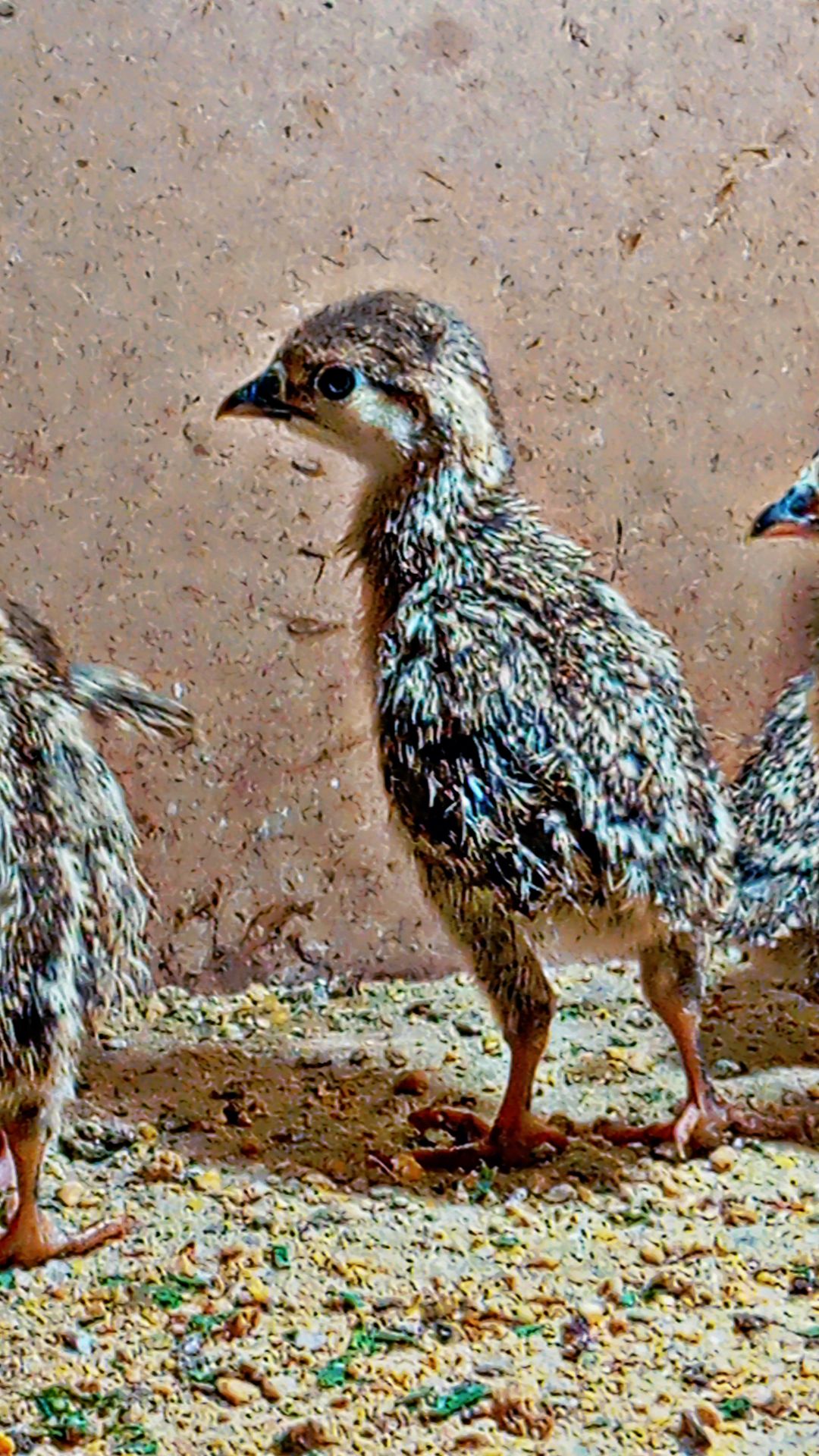 Maskatii cross chiks available
