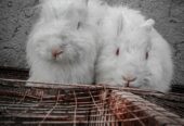 One rabbits for sale