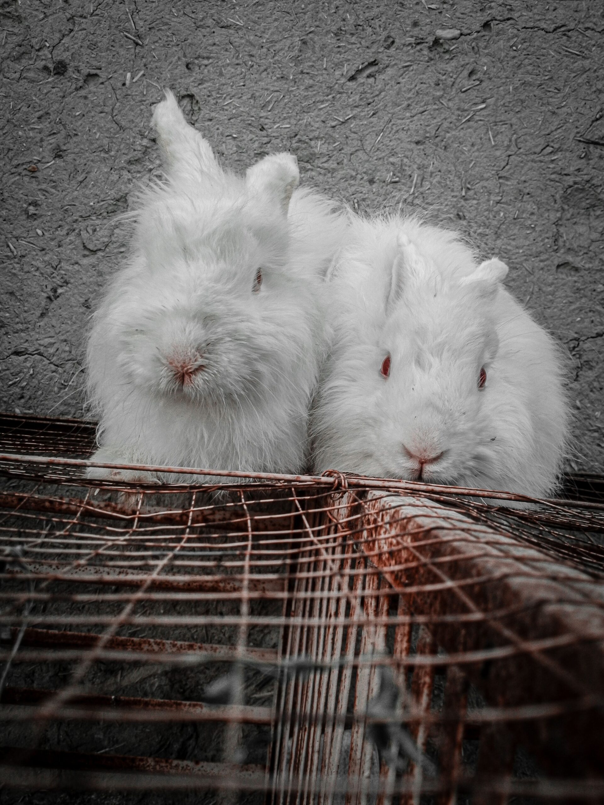 One rabbits for sale