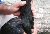 Aseel high quality mushki madi..