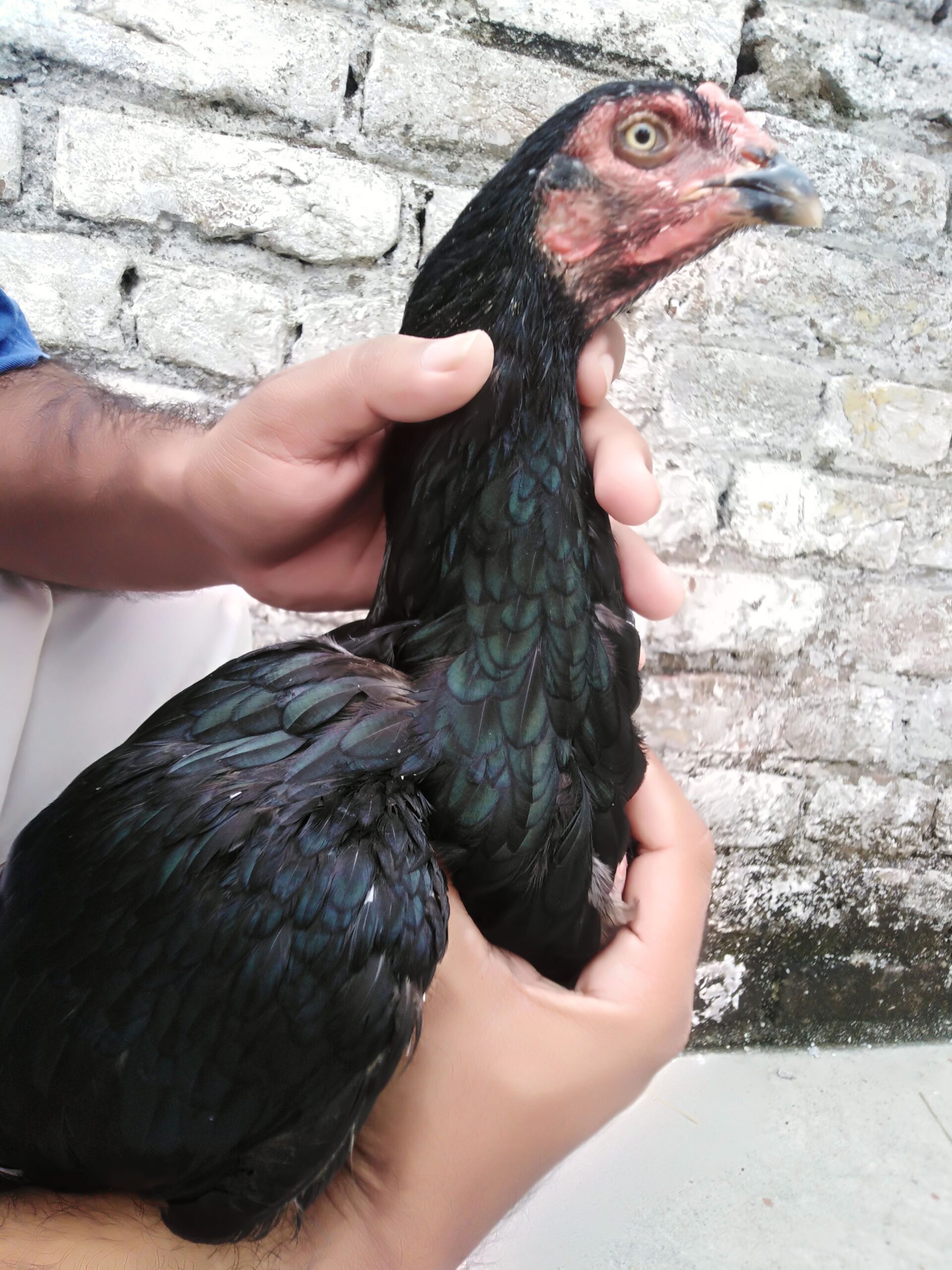 Aseel high quality mushki madi..