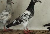High Flayer Baby Pigeon