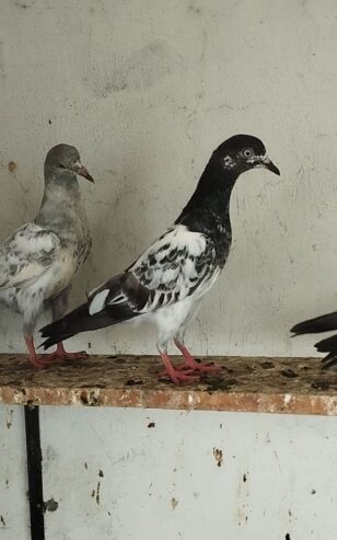 High Flayer Baby Pigeon