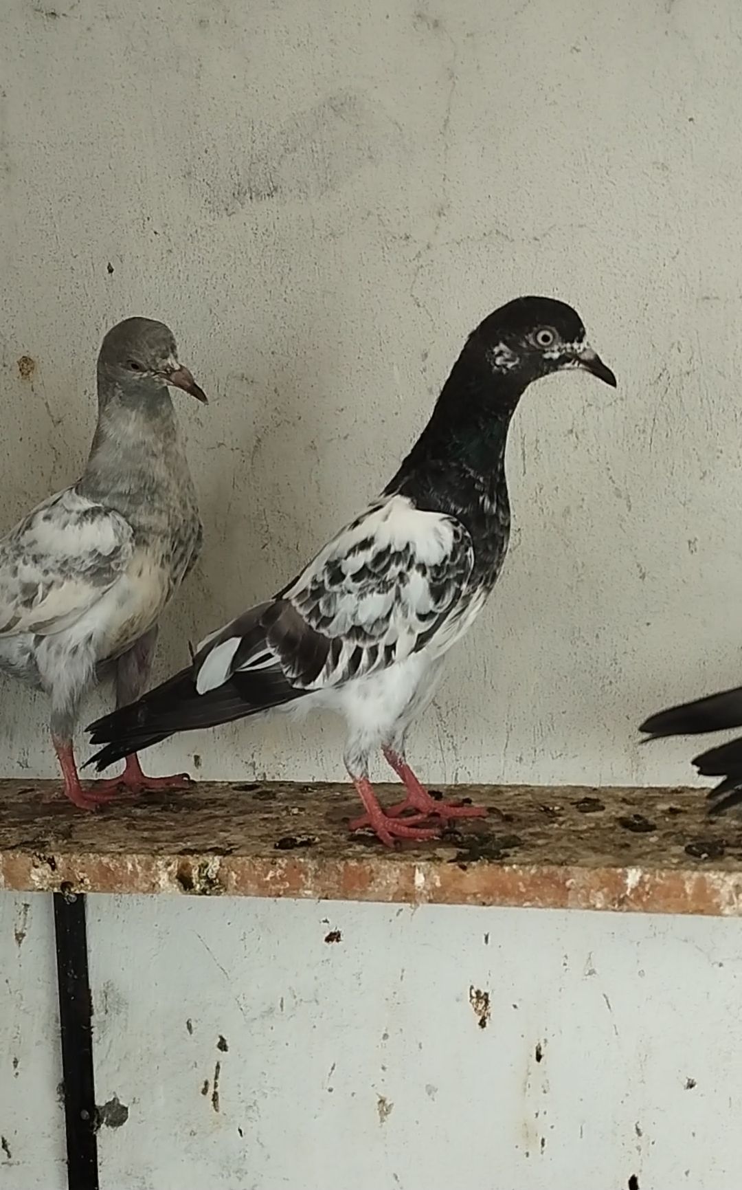 High Flayer Baby Pigeon