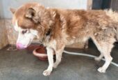 Male Siberian Husky for Sale – Woolly Coat & Rare Eye Colour