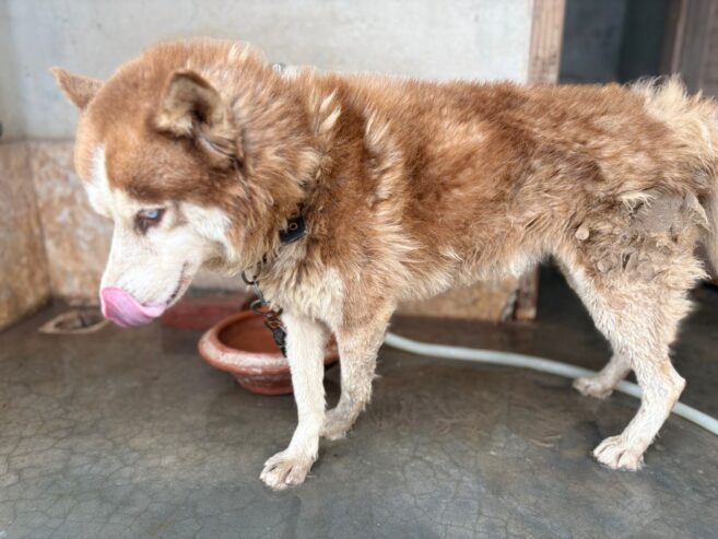 Male Siberian Husky for Sale – Woolly Coat & Rare Eye Colour