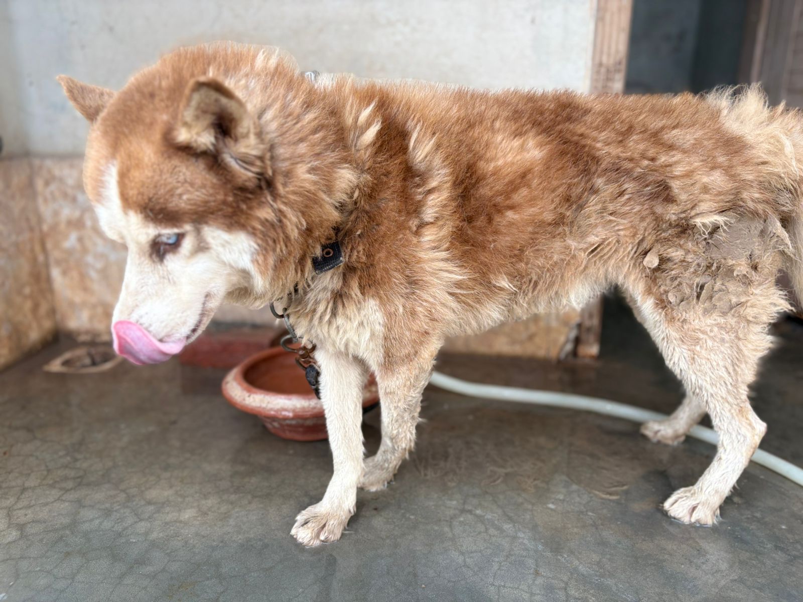 Male Siberian Husky for Sale – Woolly Coat & Rare Eye Colour