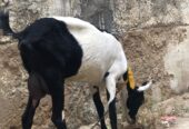 Burbari bakri 2 months gabban hen vip print ma hen