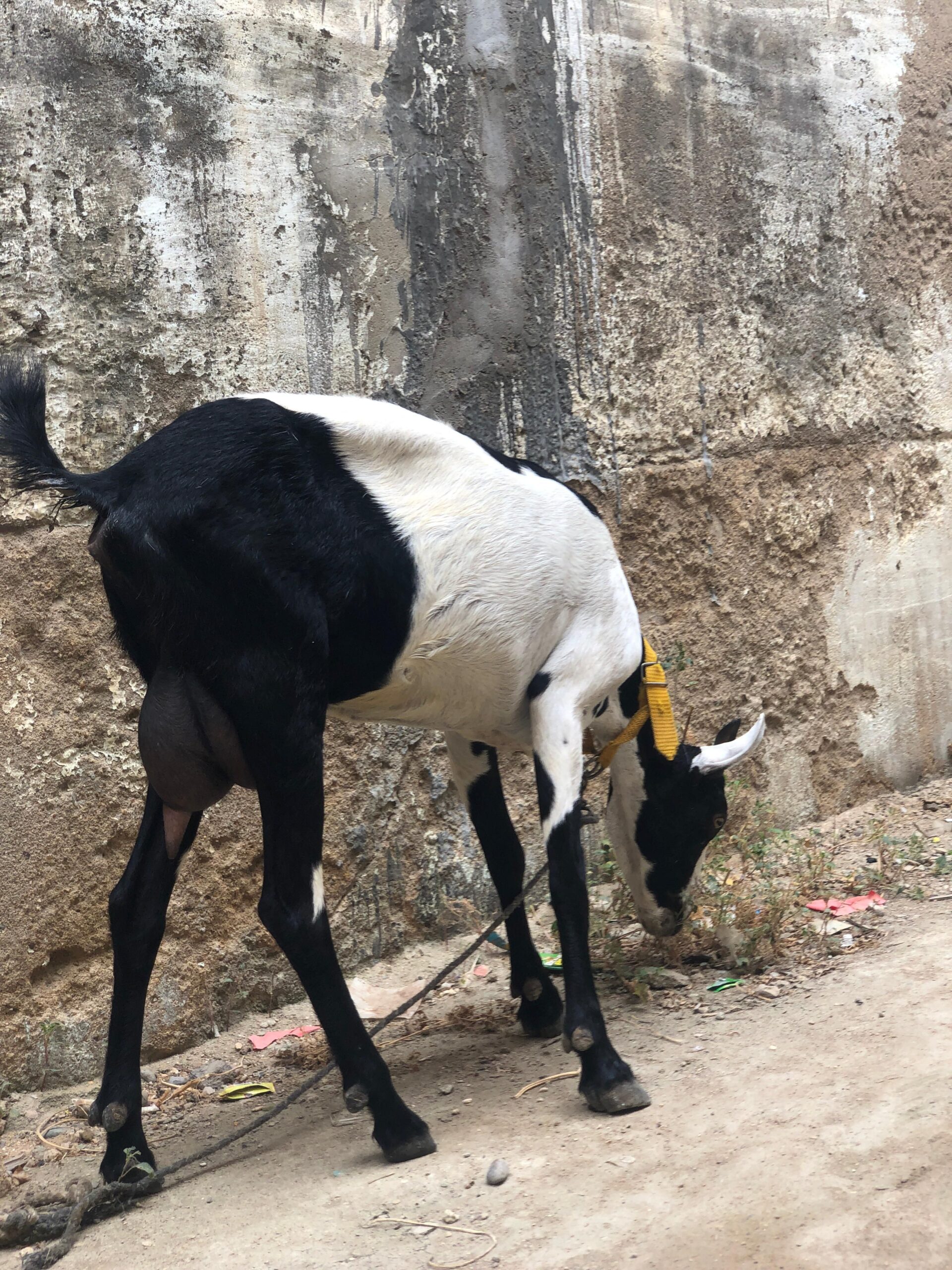 Burbari bakri 2 months gabban hen vip print ma hen