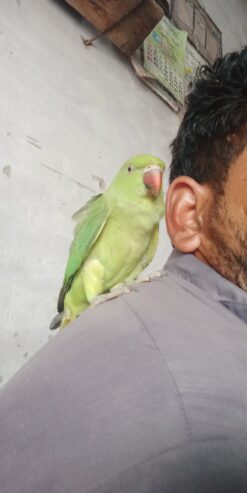 Female actor and haldi