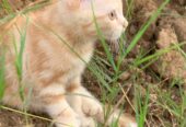Kitten