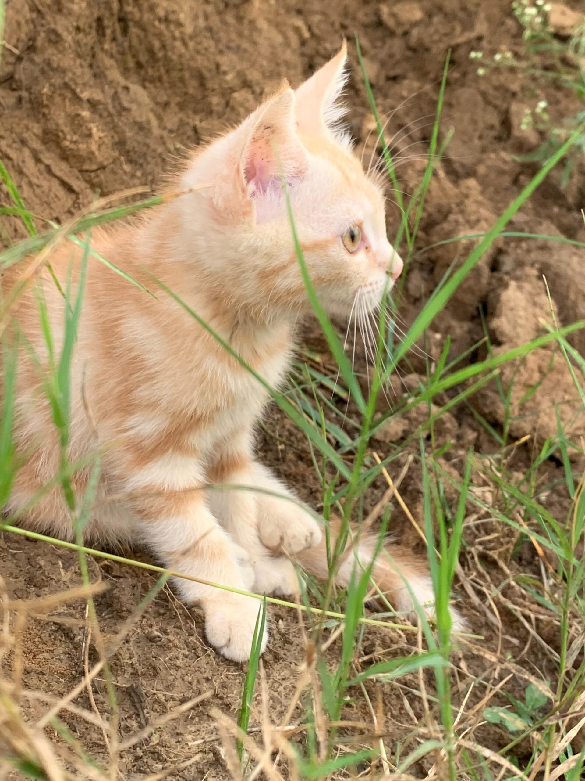 Kitten