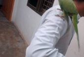 Ringneck male
