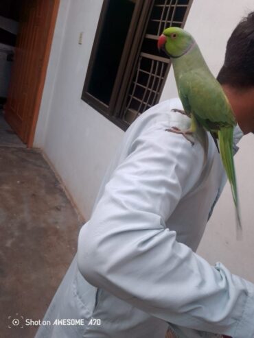 Ringneck male