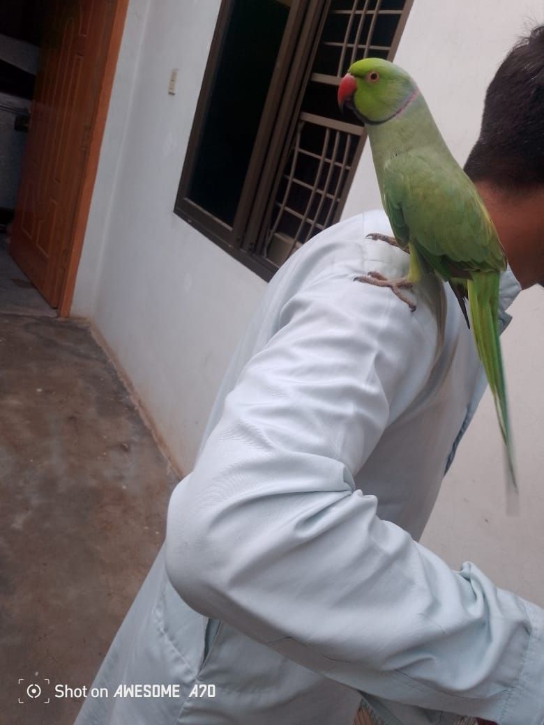 Ringneck male