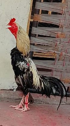 Assel murga