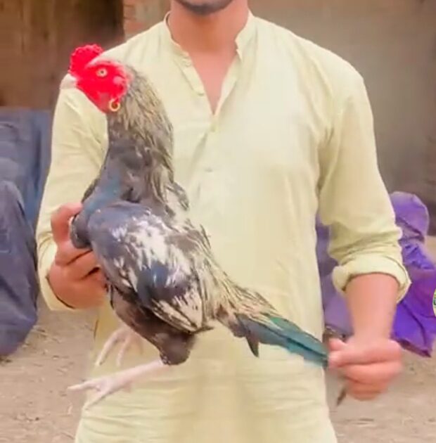 Mianwali aseel