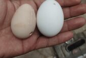 Maskati chakoor