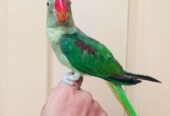 Raw Parrot Male