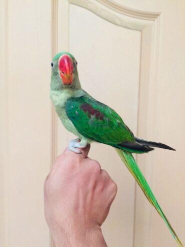 Raw Parrot Male