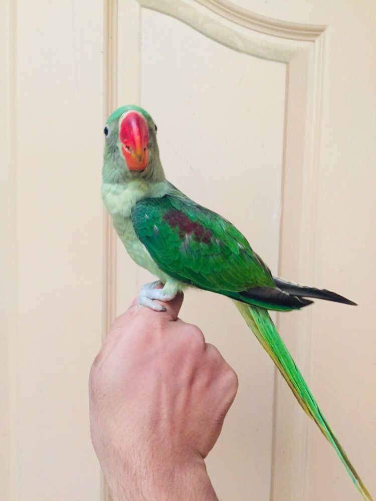 Raw Parrot Male