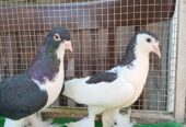 Fancy pigeons avaliable for sale