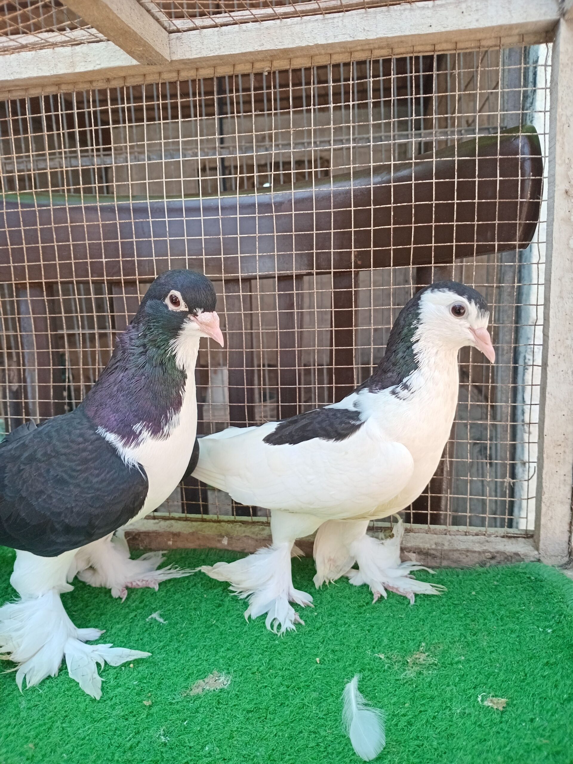 Fancy pigeons avaliable for sale