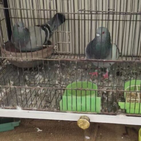 Qasid pair