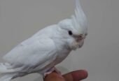 Cocktail hand tammed