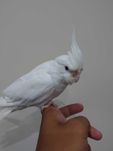 Cocktail hand tammed