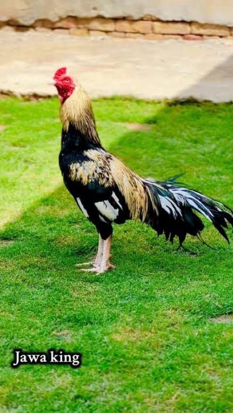 Assel murga