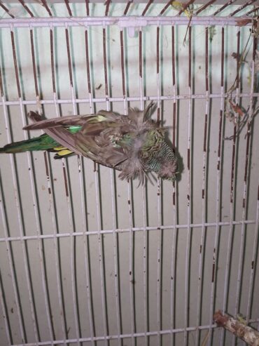 Black Wing Hogoromo