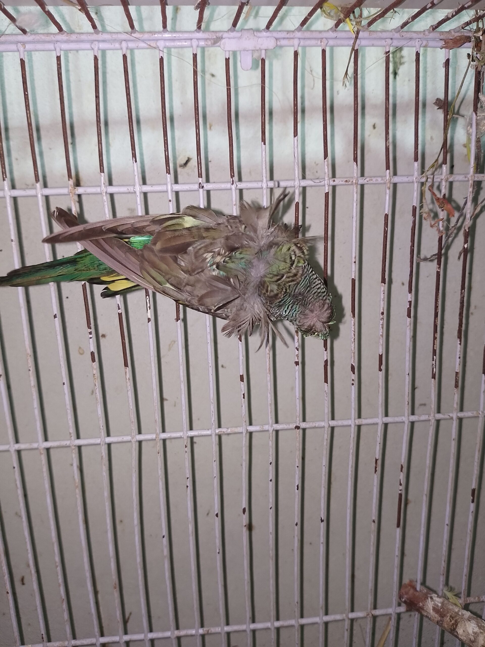 Black Wing Hogoromo
