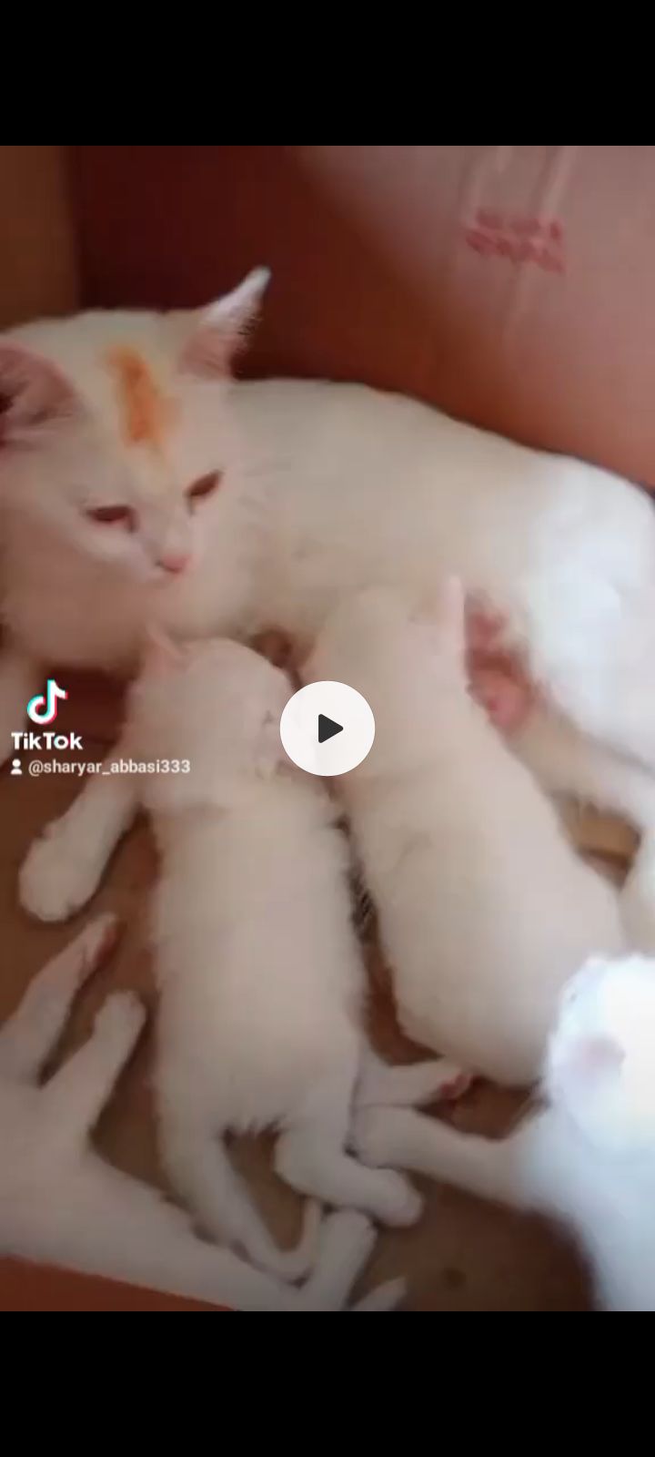 Male famle 2un fr sale ha