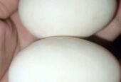 Eggs