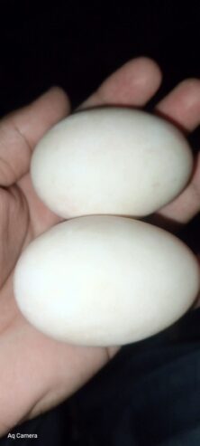 Eggs