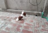 Red saddle frillback Chick’s pair forsale