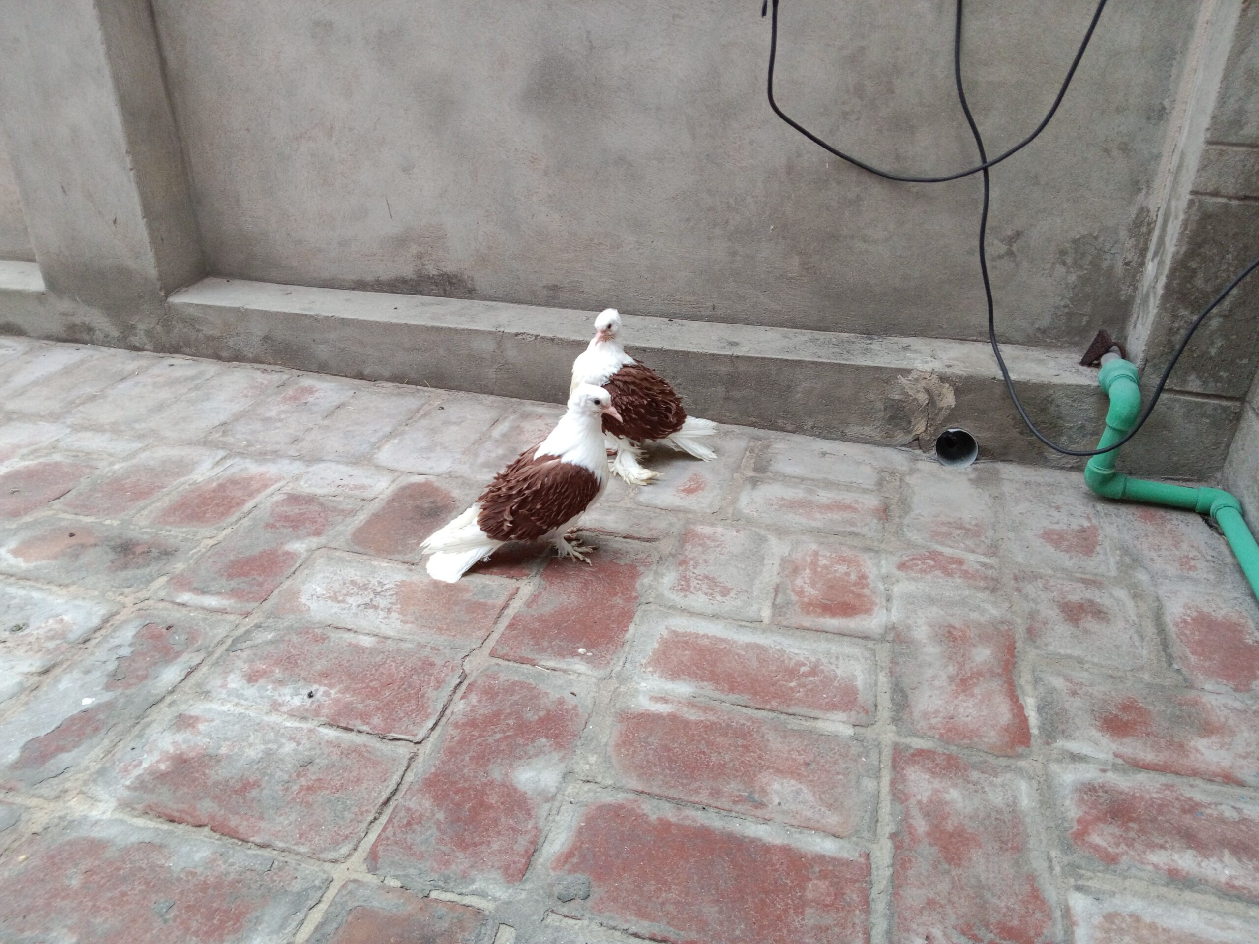 Red saddle frillback Chick’s pair forsale