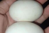 Eggs