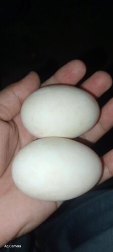 Eggs