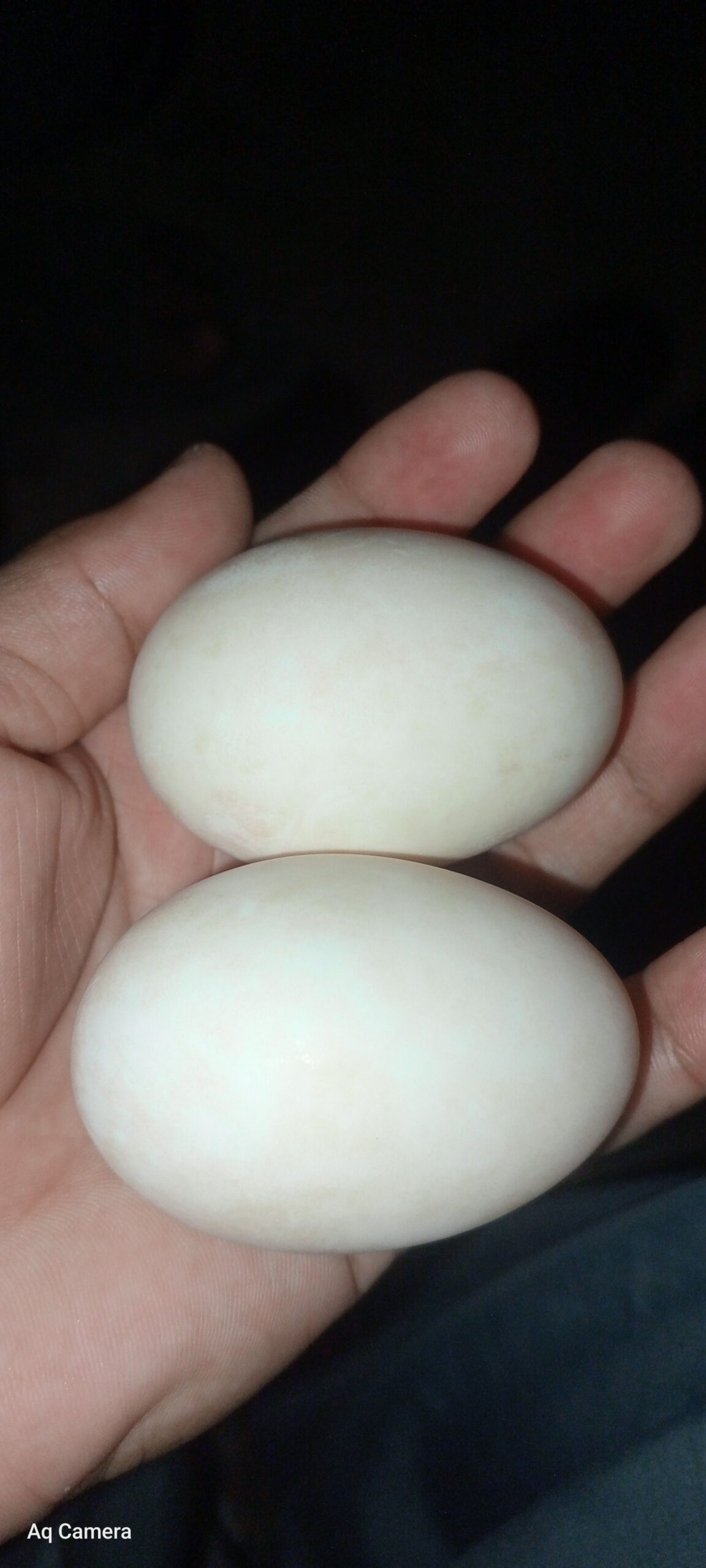 Eggs