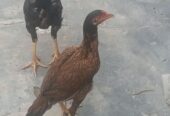 Aseel murga shindi phatta pair