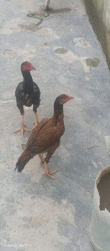 Aseel murga shindi phatta pair