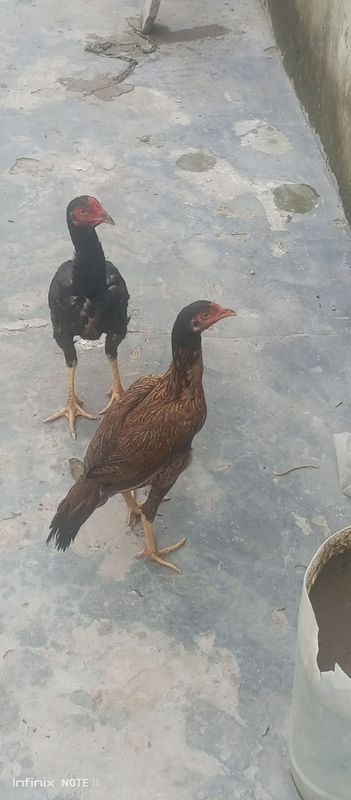 Aseel murga shindi phatta pair