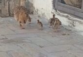 6 chiks irani age 20 days ( bahir chornay k addi hain ) cargo all pakistan