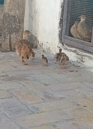 6 chiks irani age 20 days ( bahir chornay k addi hain ) cargo all pakistan